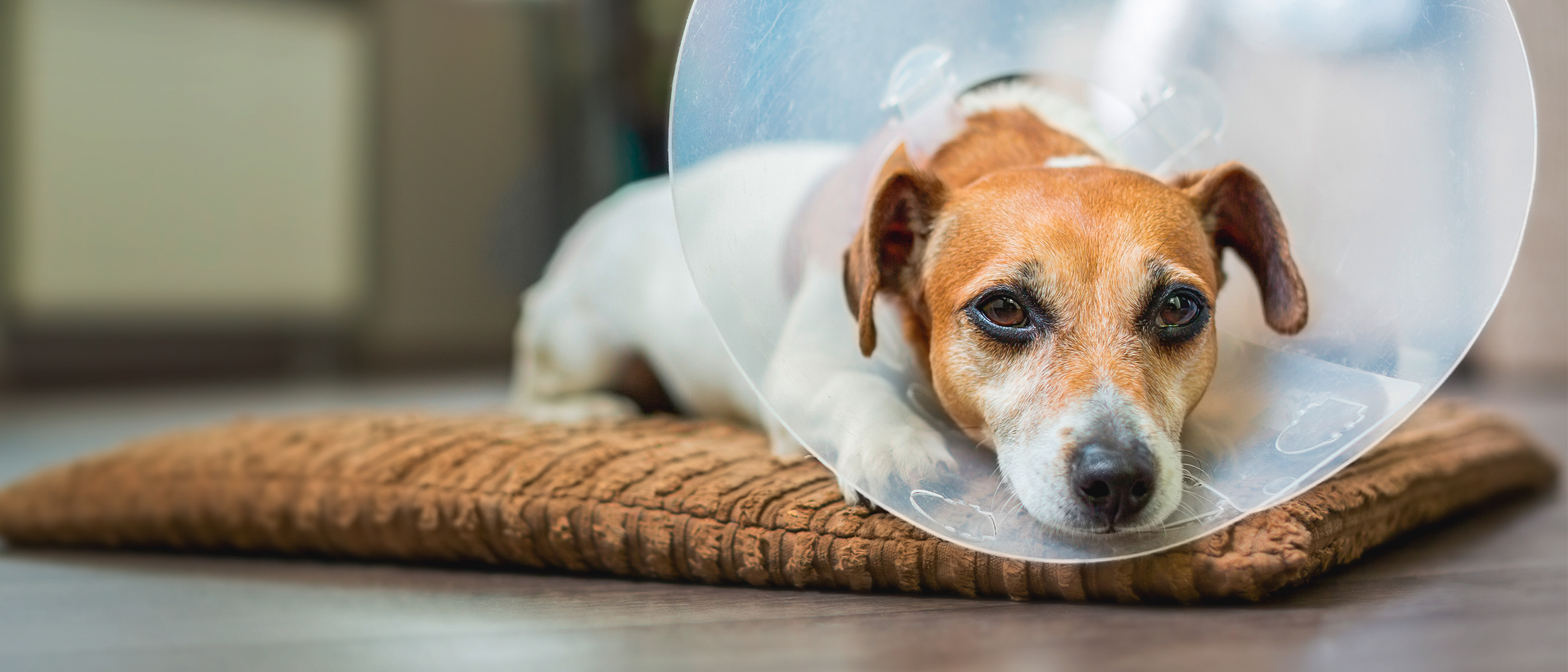 Adult Jack Russell lying down indoors on a dog bed with a cone on.