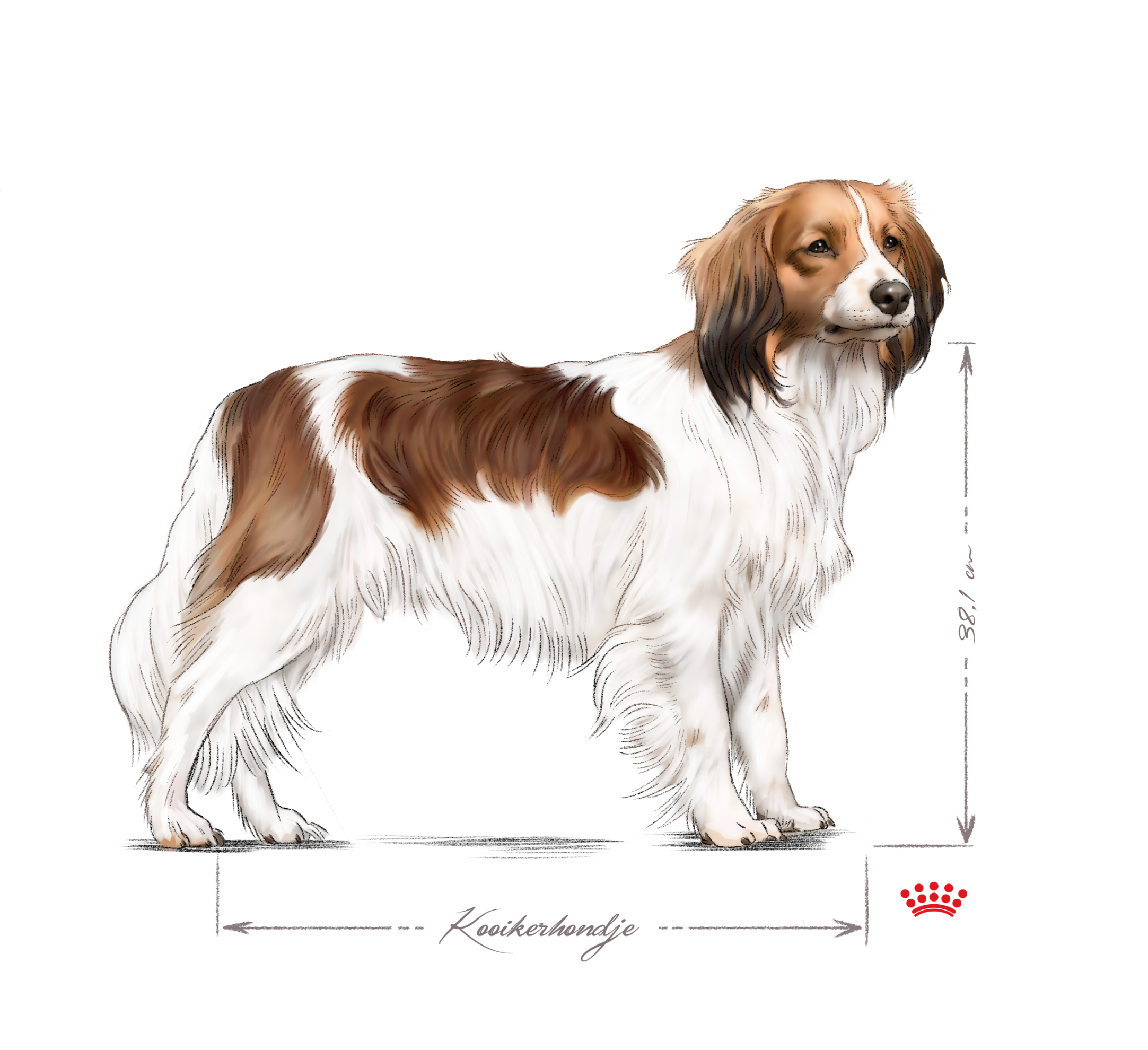 Kooikerhondje adult in black and white