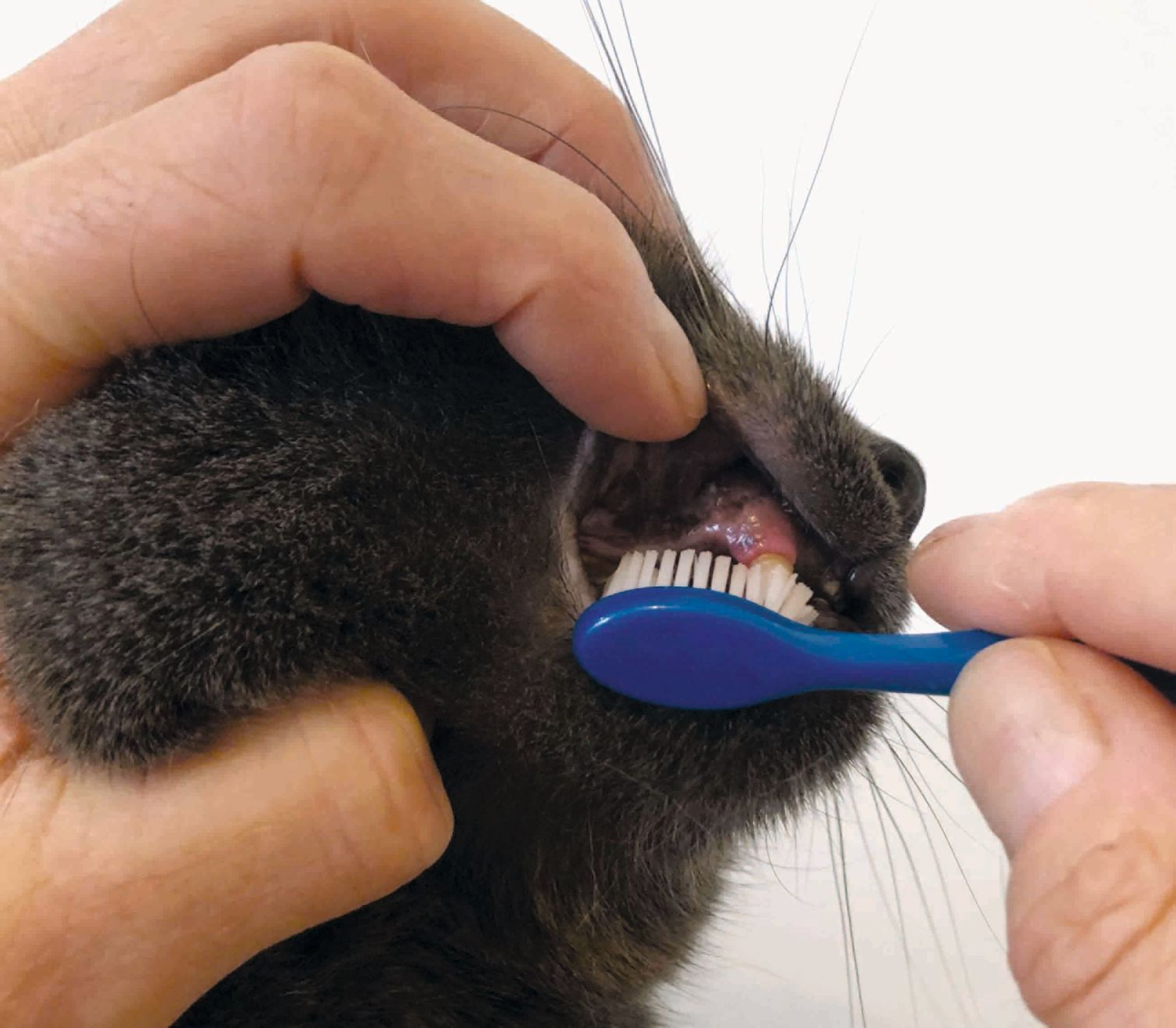 Tägliches Zähneputzen ist eine aktive Methode zum Erhalt einer guten Zahn- und Maulhöhlenhygiene