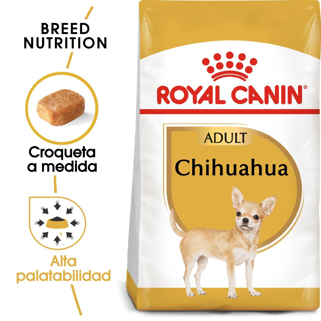 Chihuahua Adult