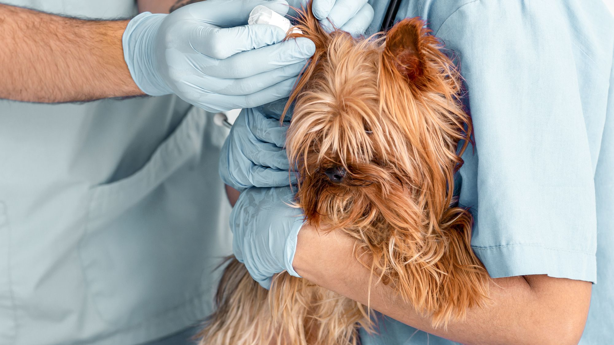 Yorkshire Terrier being given ear drops by a vet