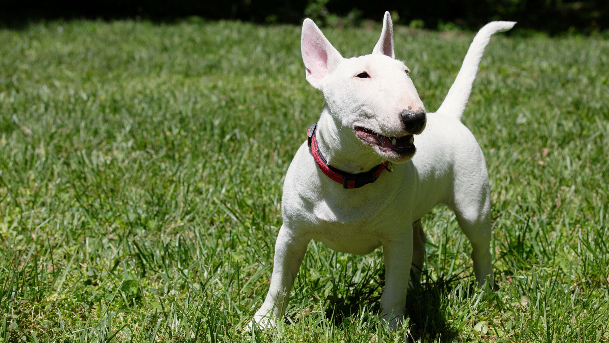 Bull Terrier stood in front of a wheat field, looking to the left