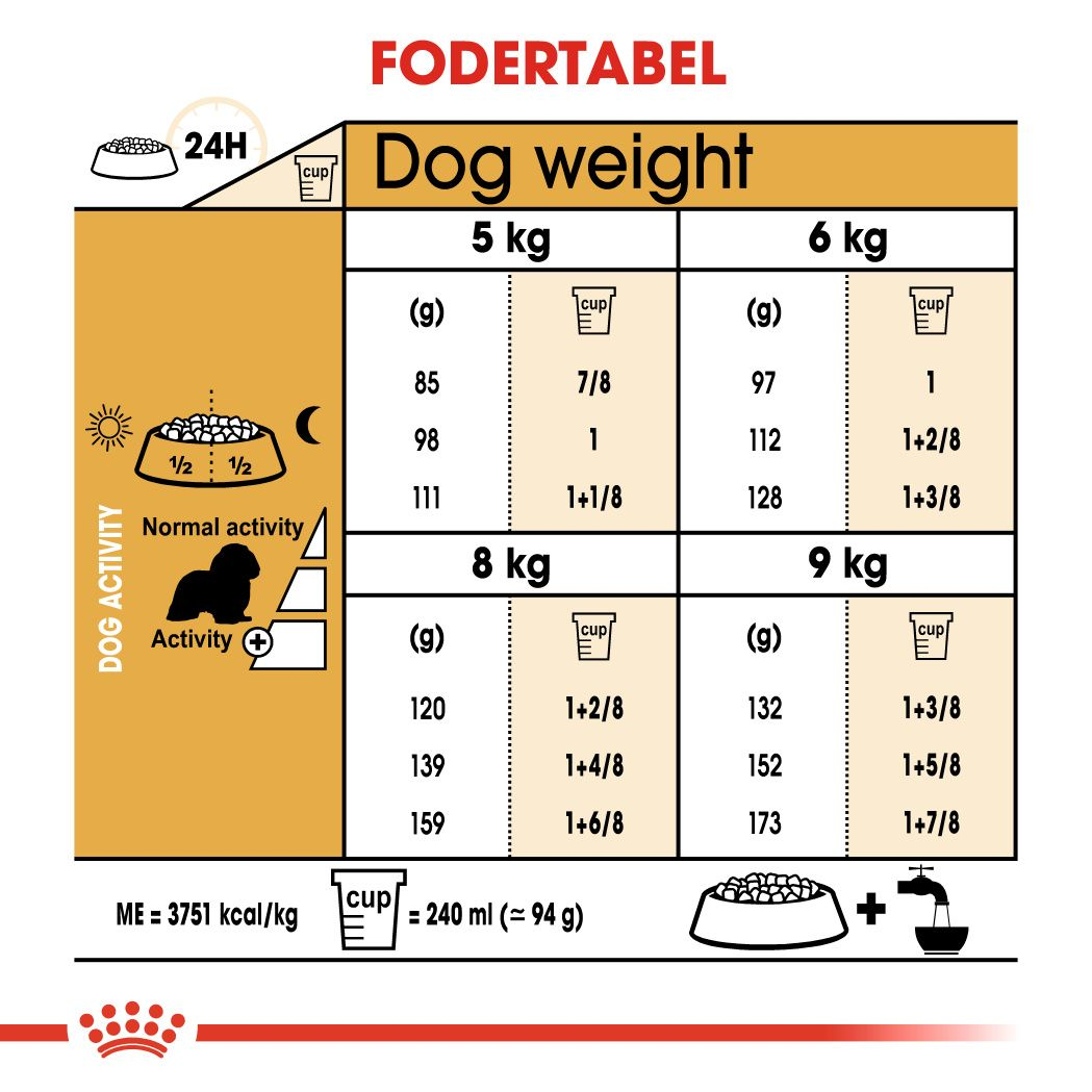 Cavalier King Charles Adult
