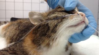 Acute feline pancreatitis