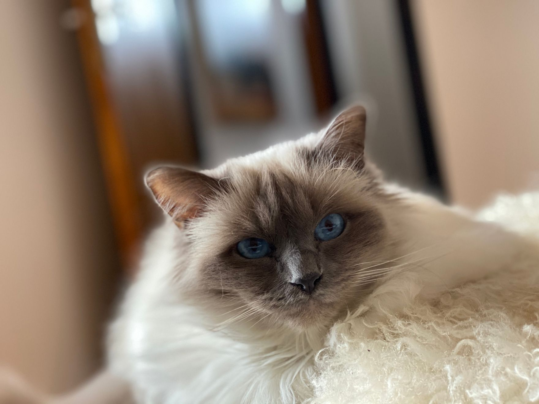 Chat birman aux yeux bleus