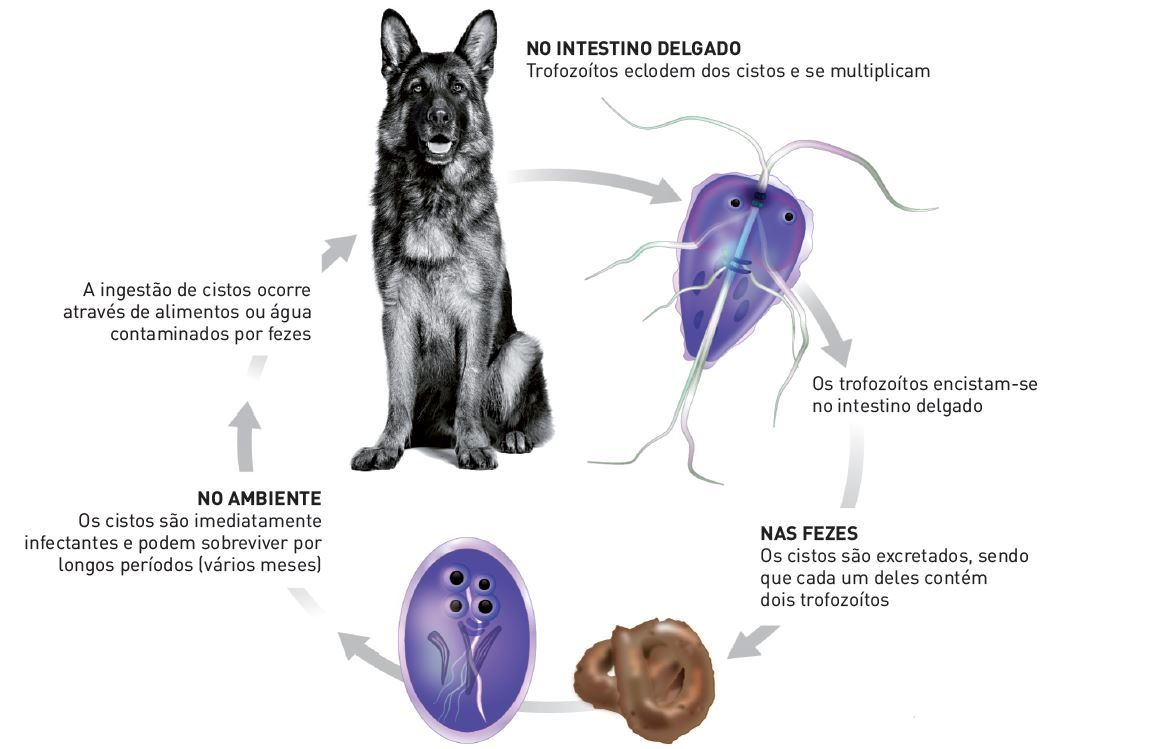 O ciclo de vida da Giardia duodenalis