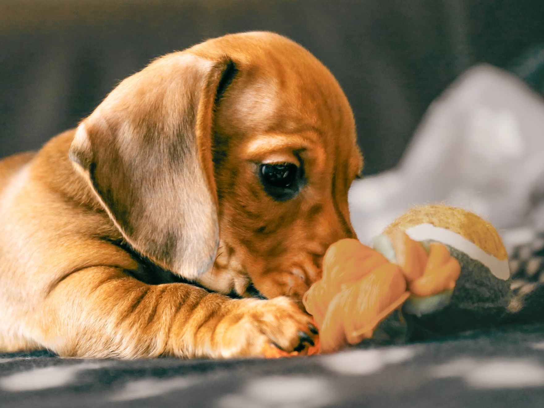 Dachshund puppy speelt met speeltje