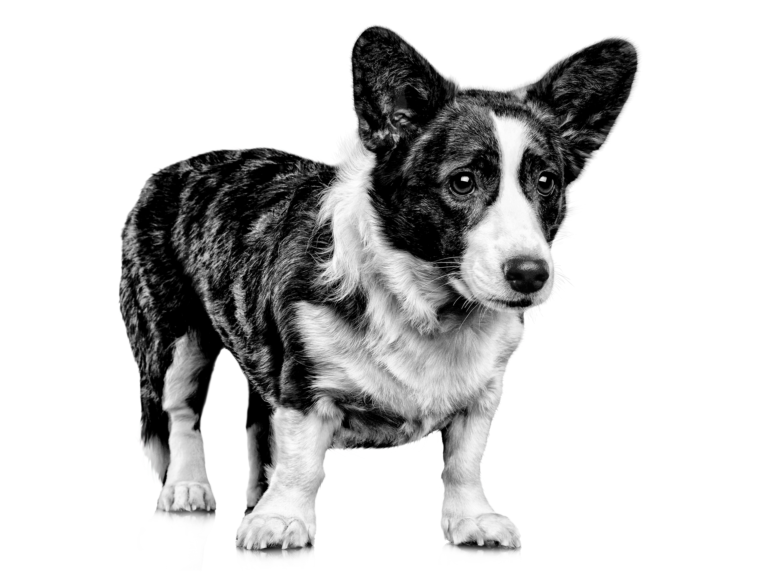 Welsh Corgi Cardigan adult black and white