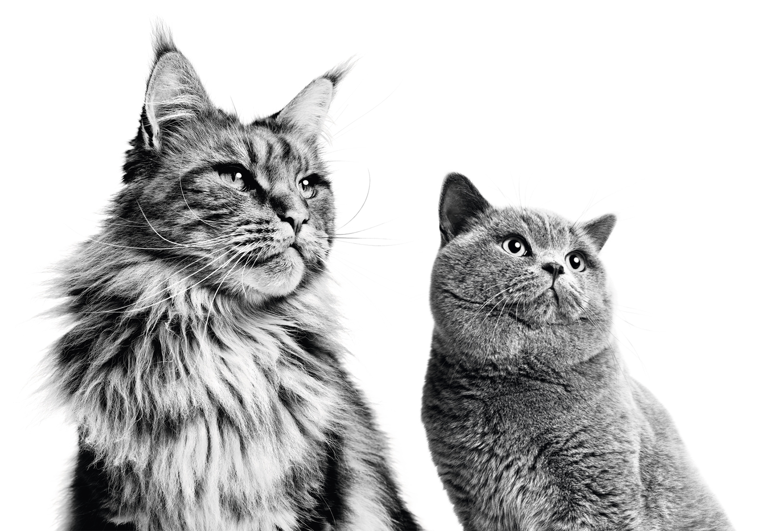 Maine Coon and British Shorthair adults sitting down in black and white on a white background