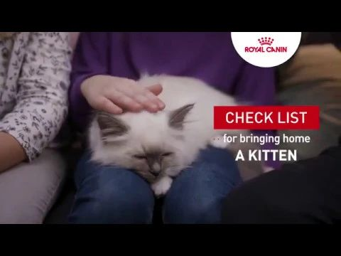 Kitten tutorial - Check list for bringing home a kitten