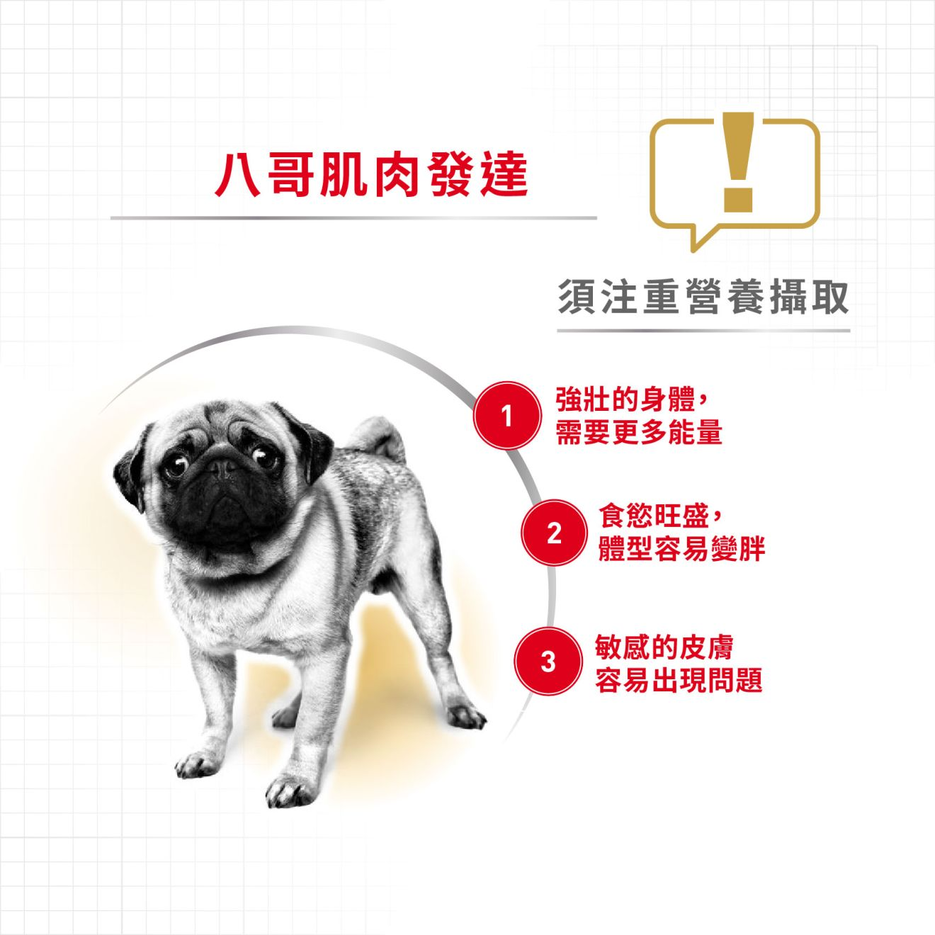 BHN 八哥成犬專屬配方