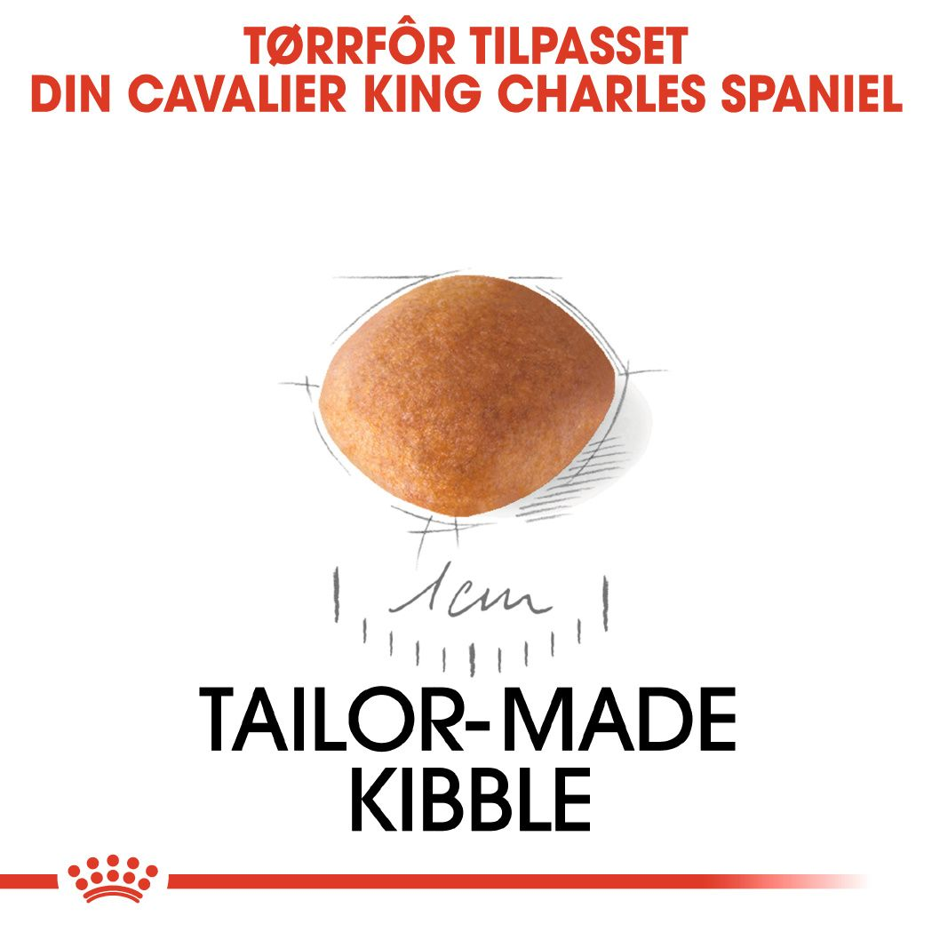 Cavalier King Charles Puppy