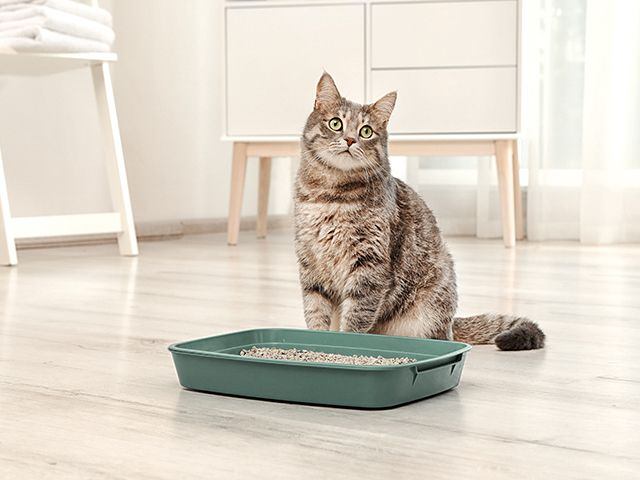 Kitten is peeing shop outside the litter box