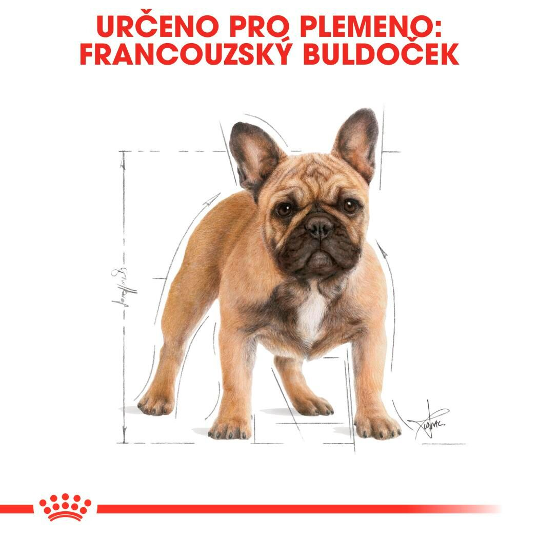 FRENCH BULLDOG Adult