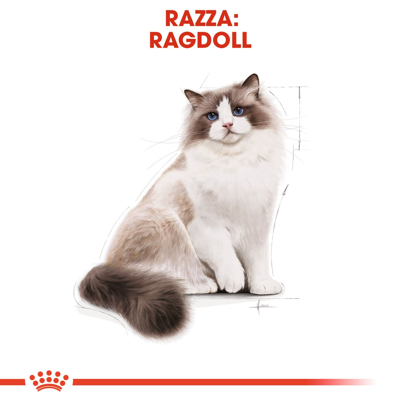Ragdoll Adult