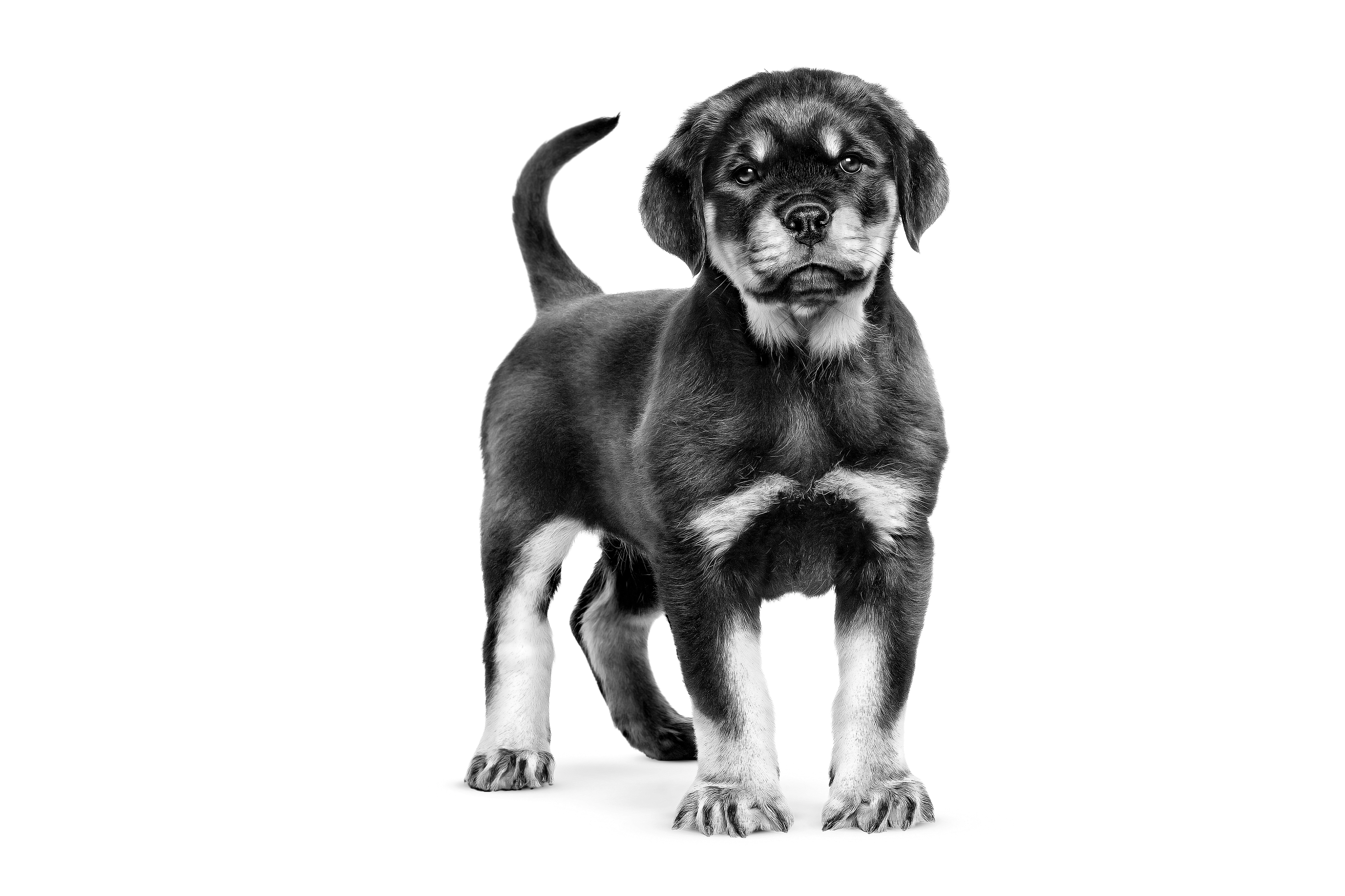 Royal canin best sale puppy rottweiler