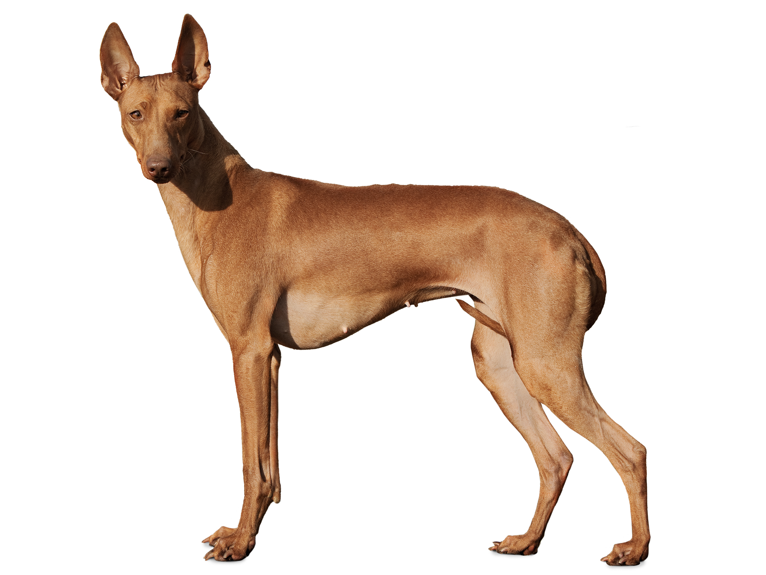 Cirneco dell etna black and white