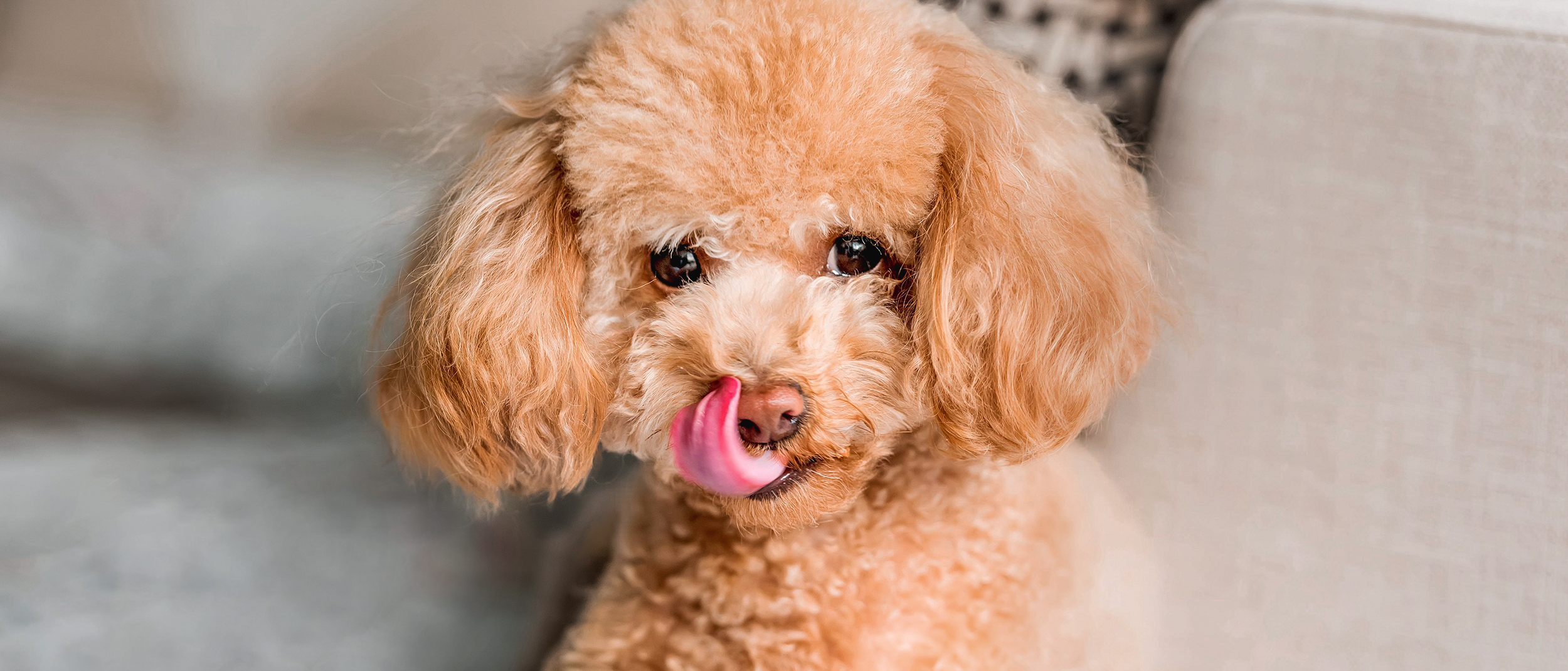 Poodle adulto deitado num sofá a lamber os lábios.