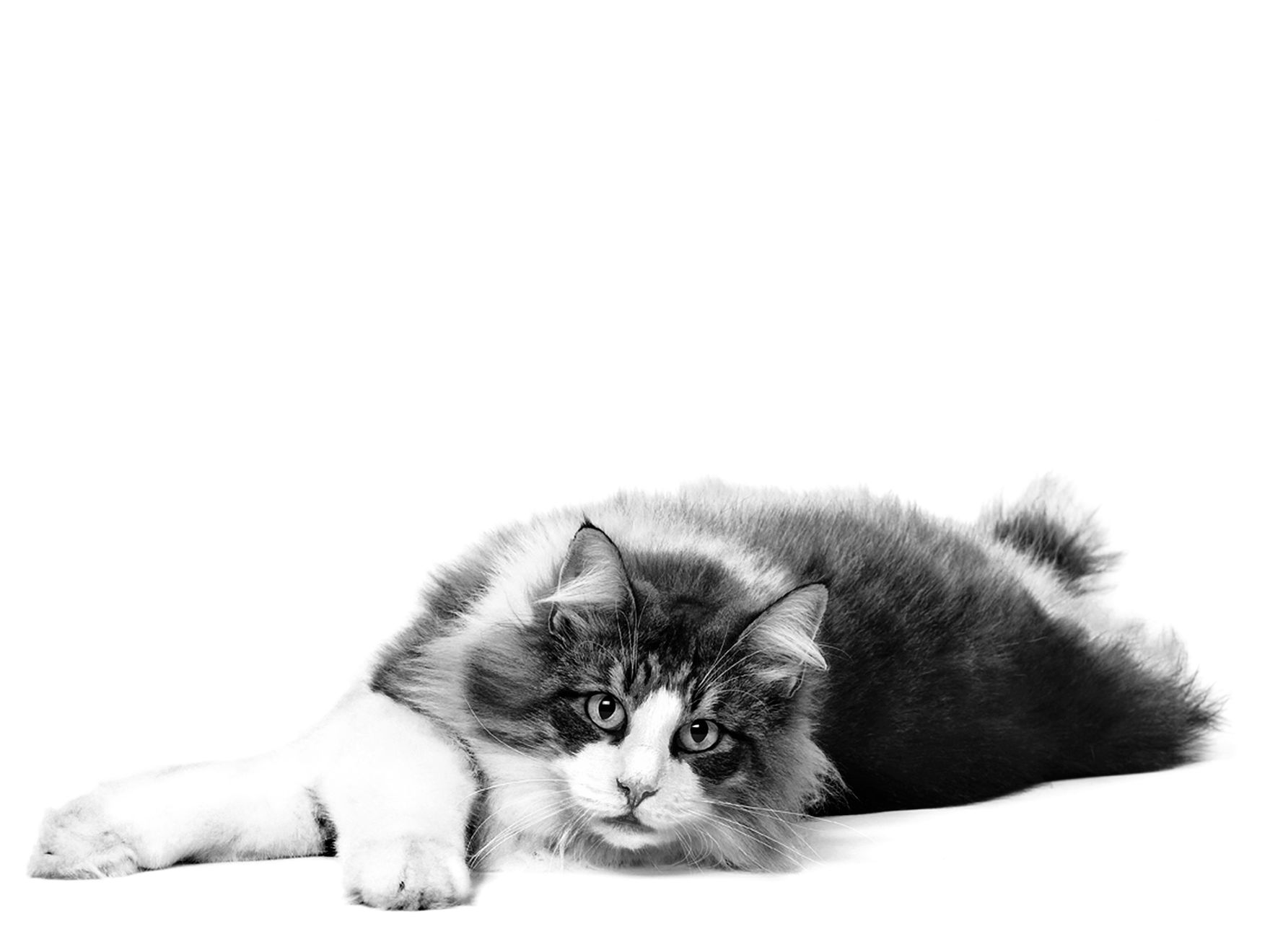 Norwegian forest cat black and white