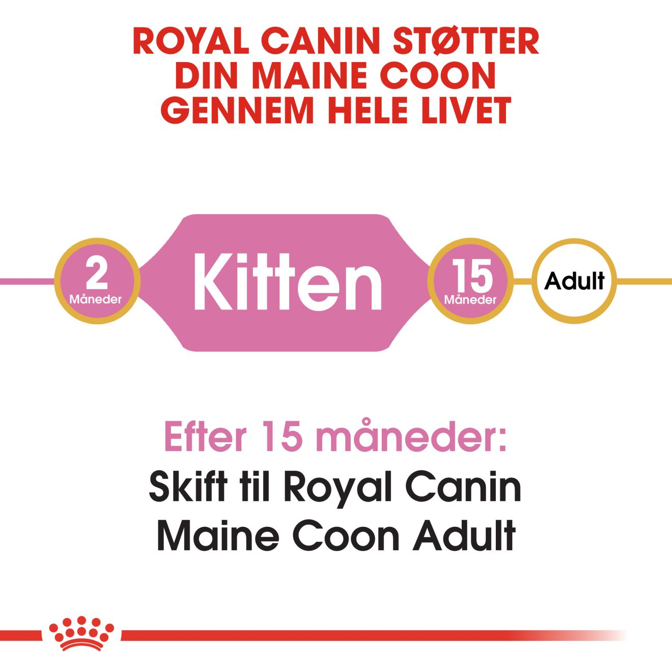 Maine Coon Kitten