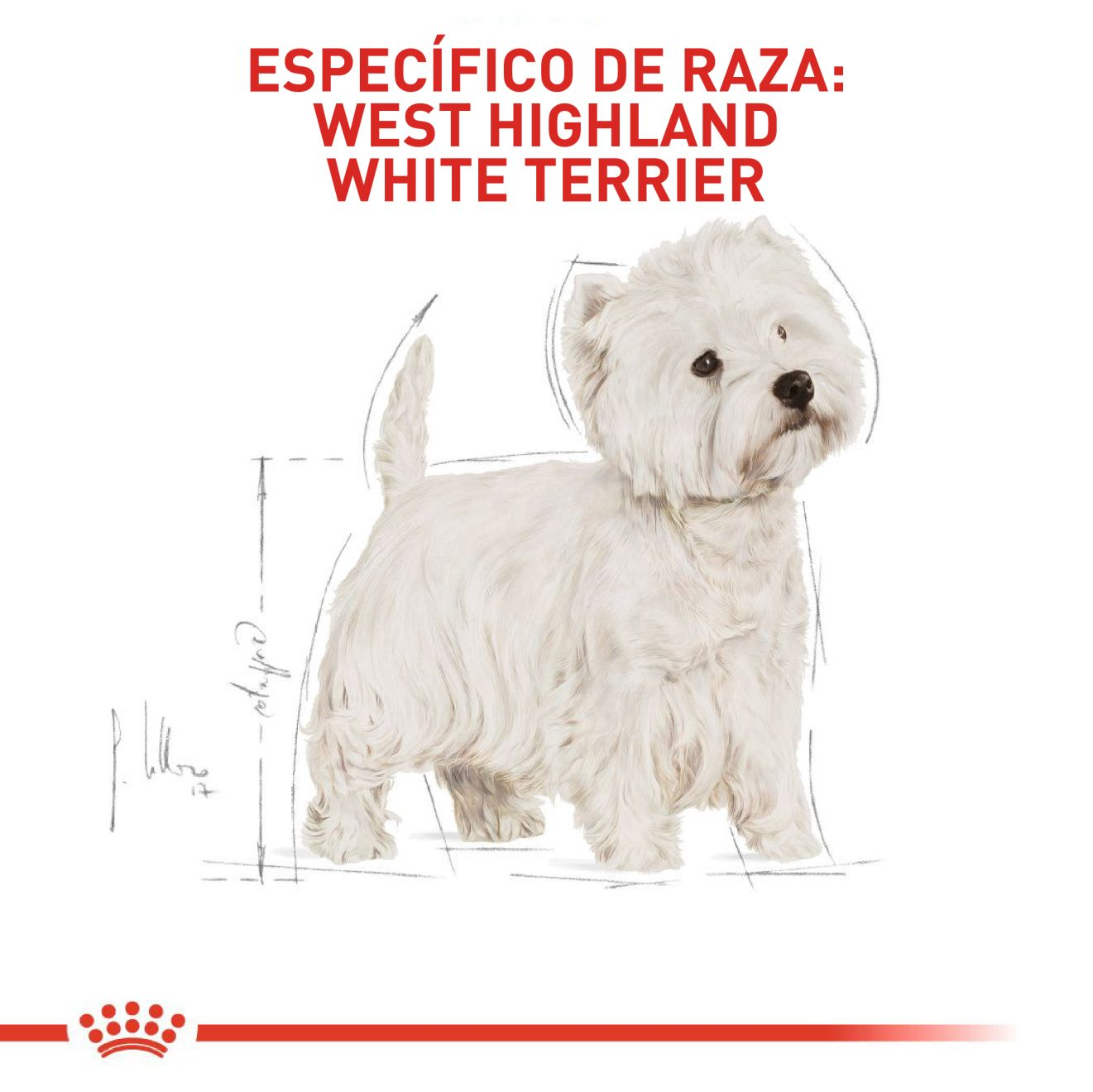 West Highland White Terrier Adulto