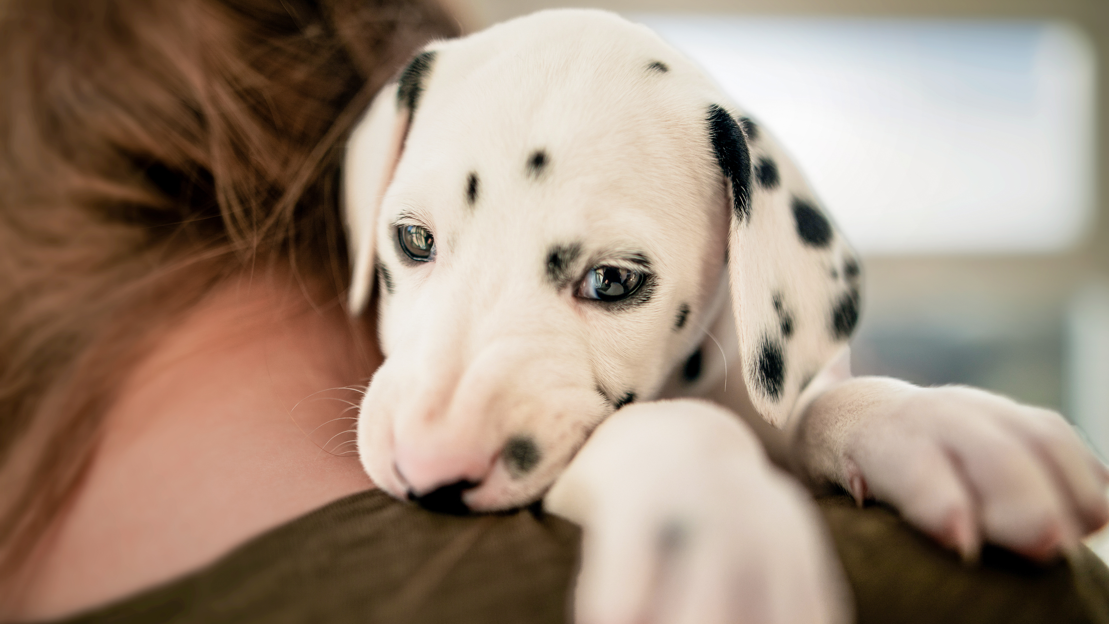 Dalmatian puppy being held by owner