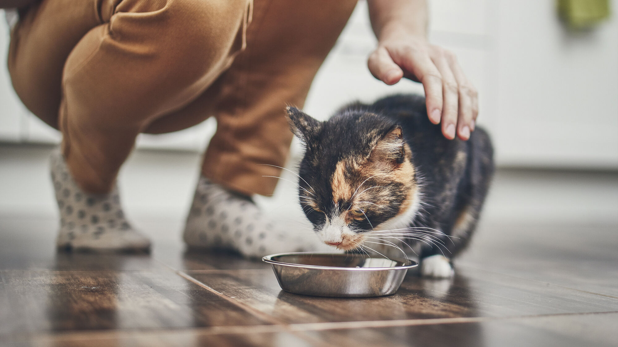 Afbeelding van een kat die uit een roestvrijstalen kom eet terwijl hij wordt geaaid door zijn eigenaar