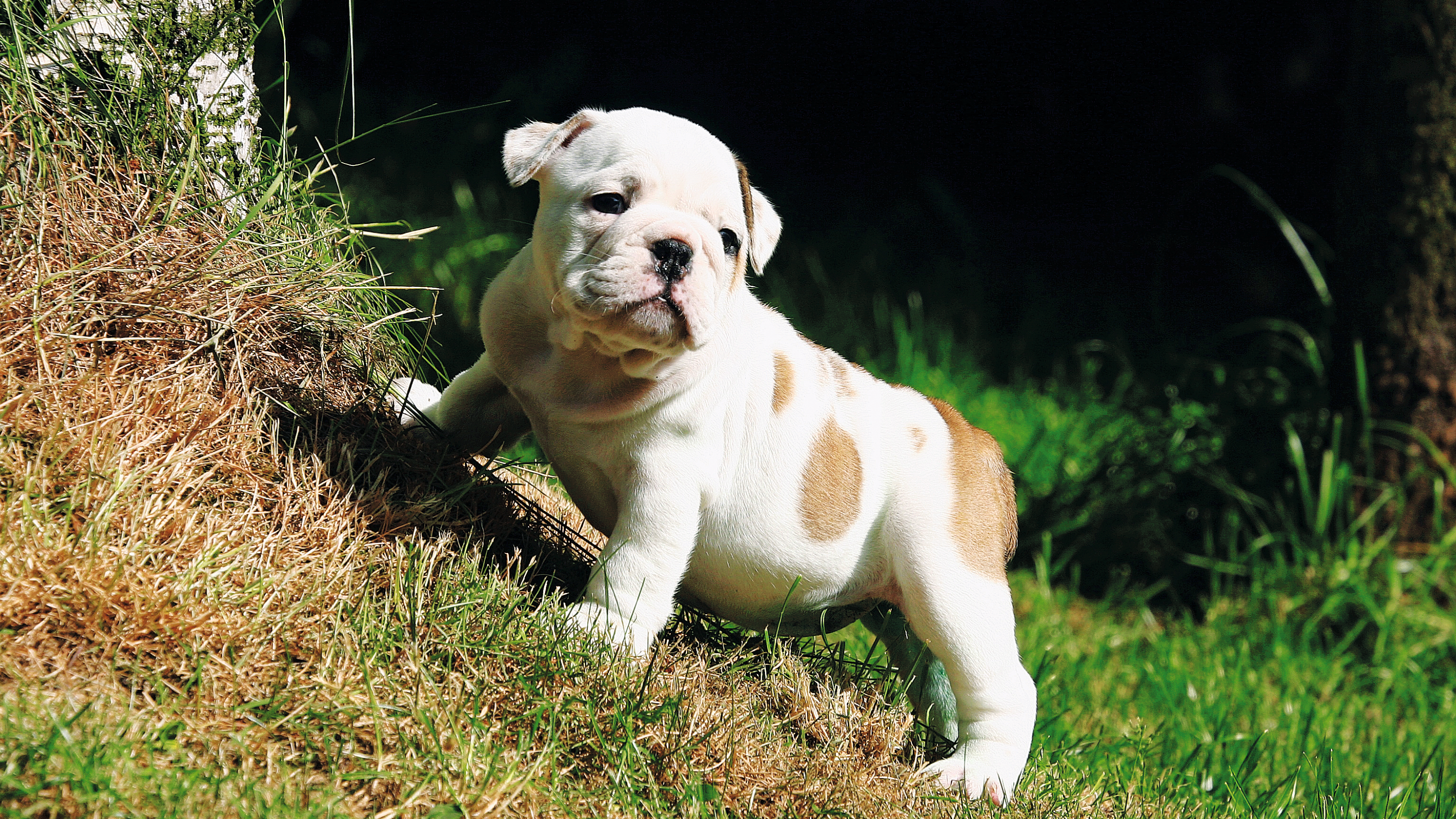 Engelse Bulldog puppy staat op een heuvel