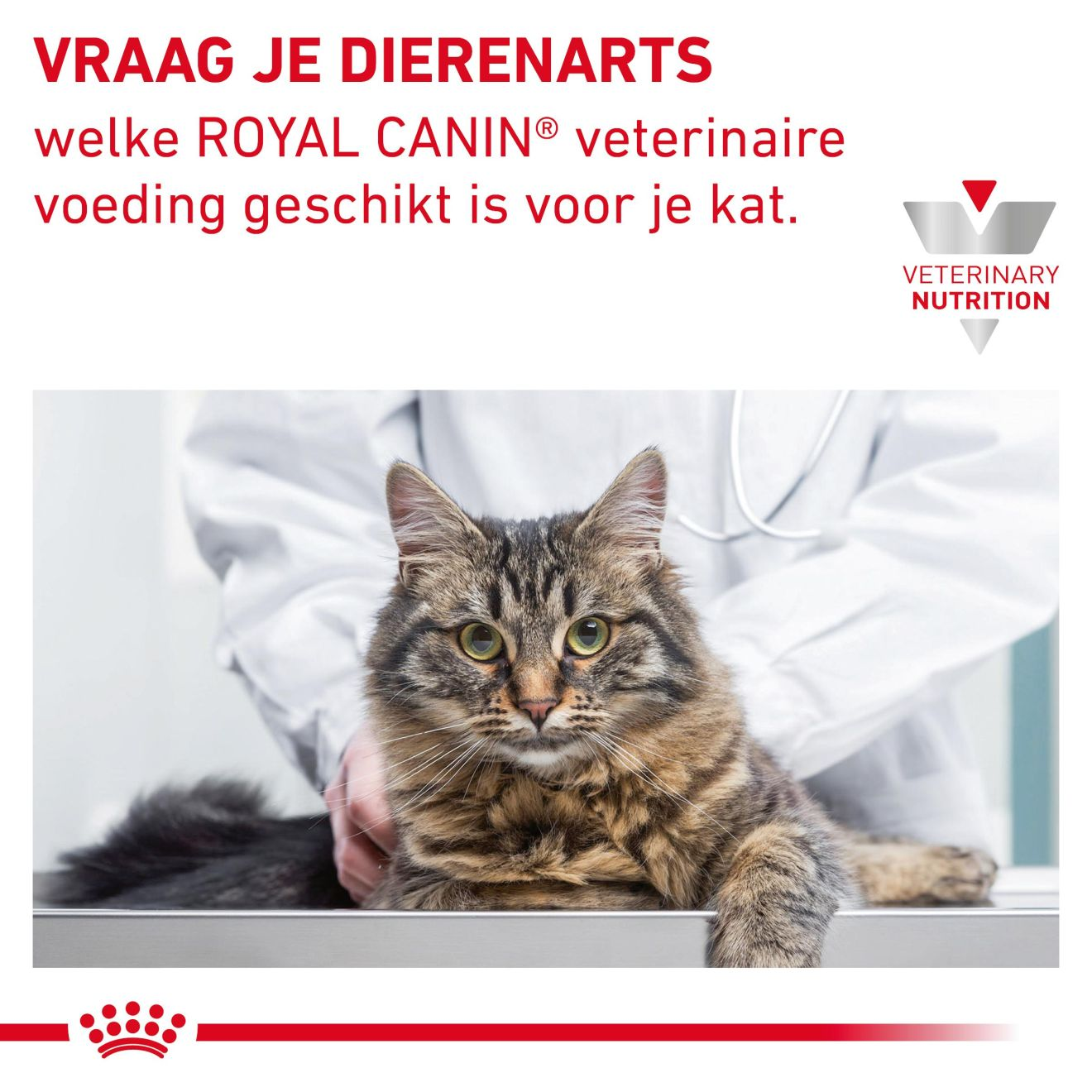 Gastrointestinal Kitten