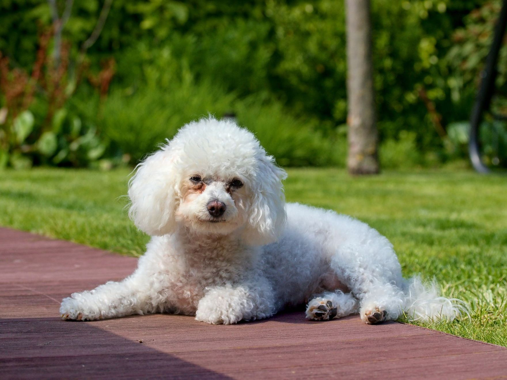 Magnifique bichon bolonais se reposant dans le jardin