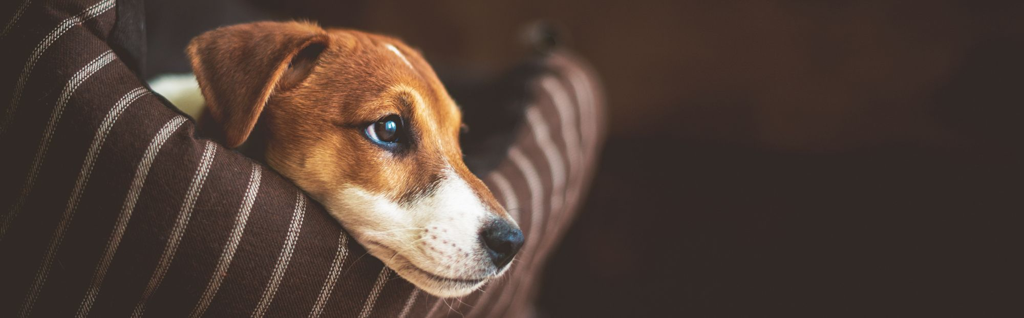 Jack Russell Terrier puppy lying down in a dog bed