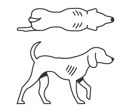 Dog body condition score 2