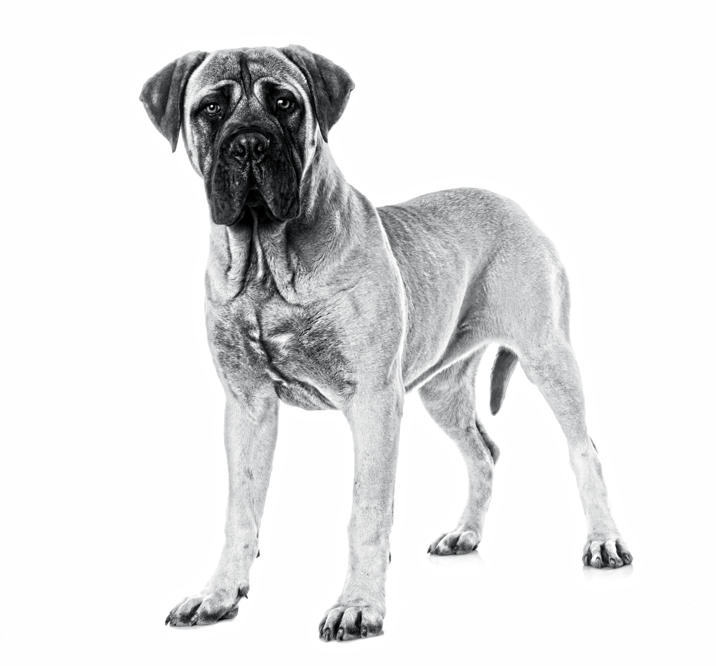 Black and white portrait of a Bullmastiff