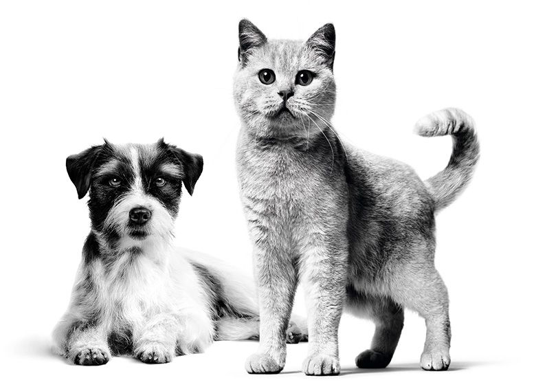 PDSA image cat and dog
