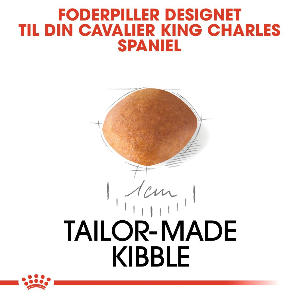 Cavalier King Charles Puppy