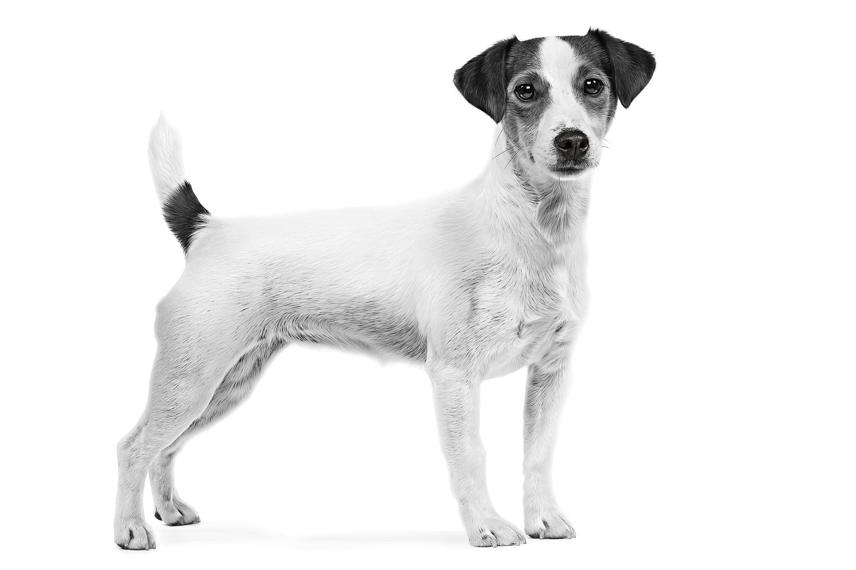 Pill   Assist Small Dog