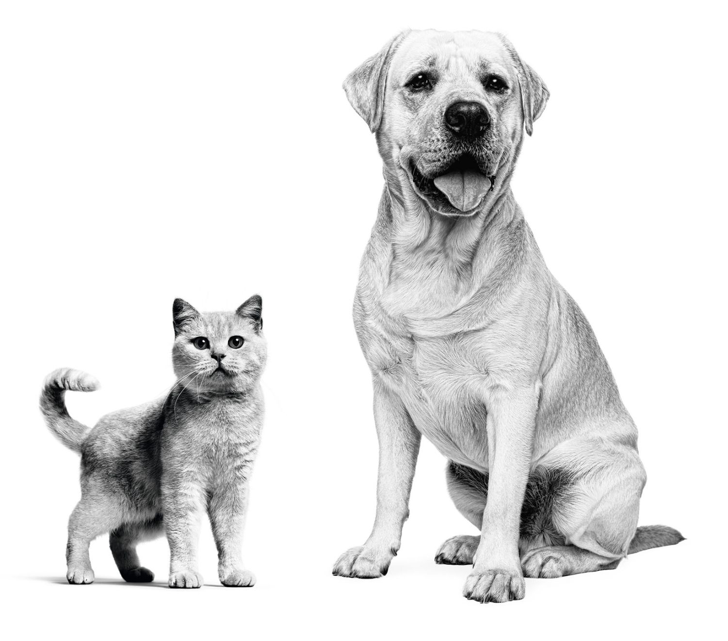 Labrador Retriever and British Shorthair adults eating from red bowls in black and white on a white background