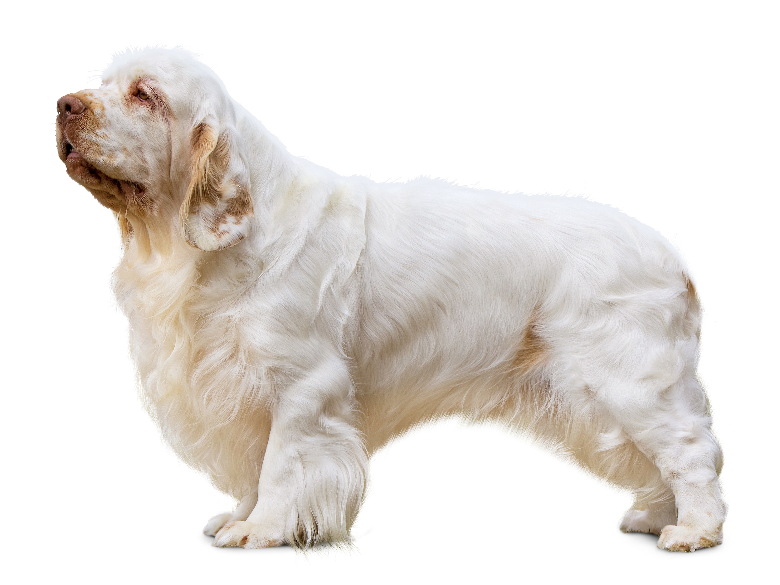 Clumber spaniel black and white