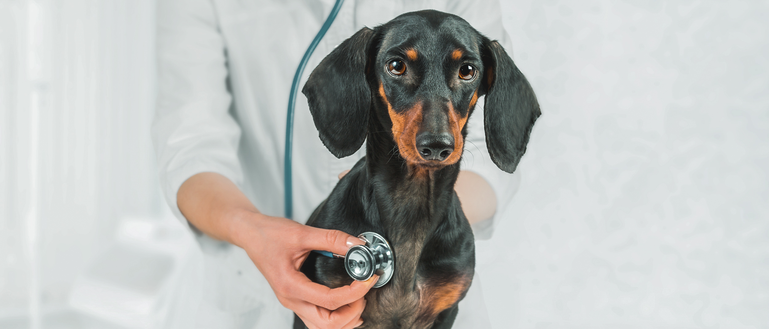 Anjing Dachshund dewasa duduk di atas meja pemeriksaan sedang diperiksa oleh dokter hewan.