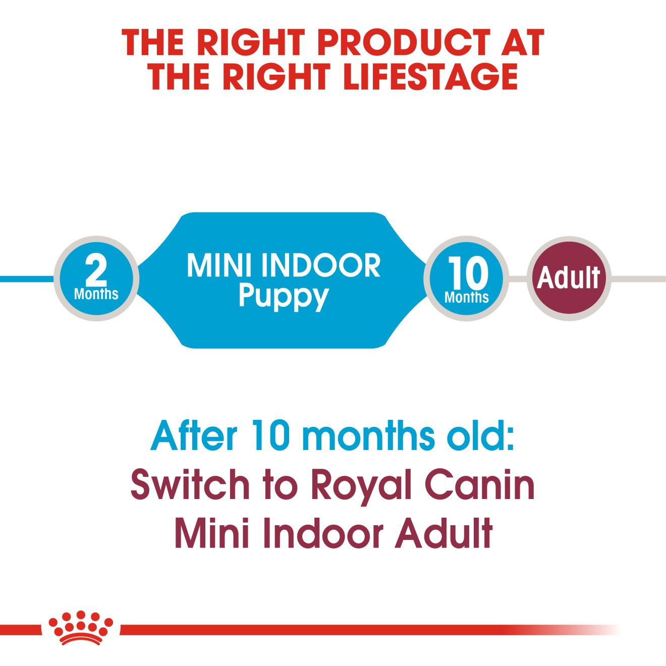 Royal canin shn mini hot sale puppy