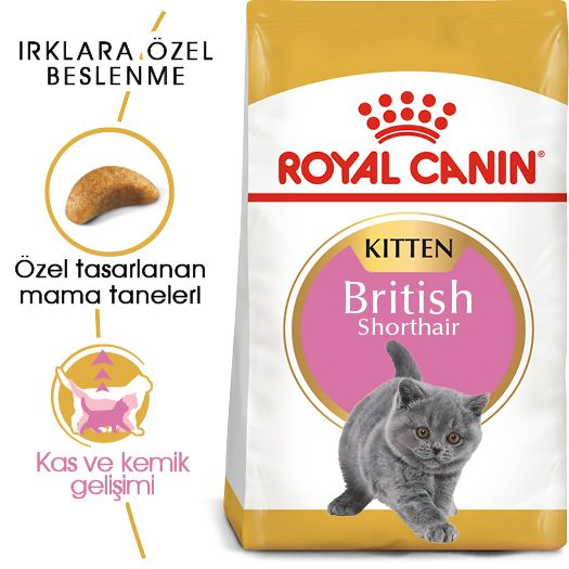British Shorthair Kitten Yavru Kedi Kuru Maması