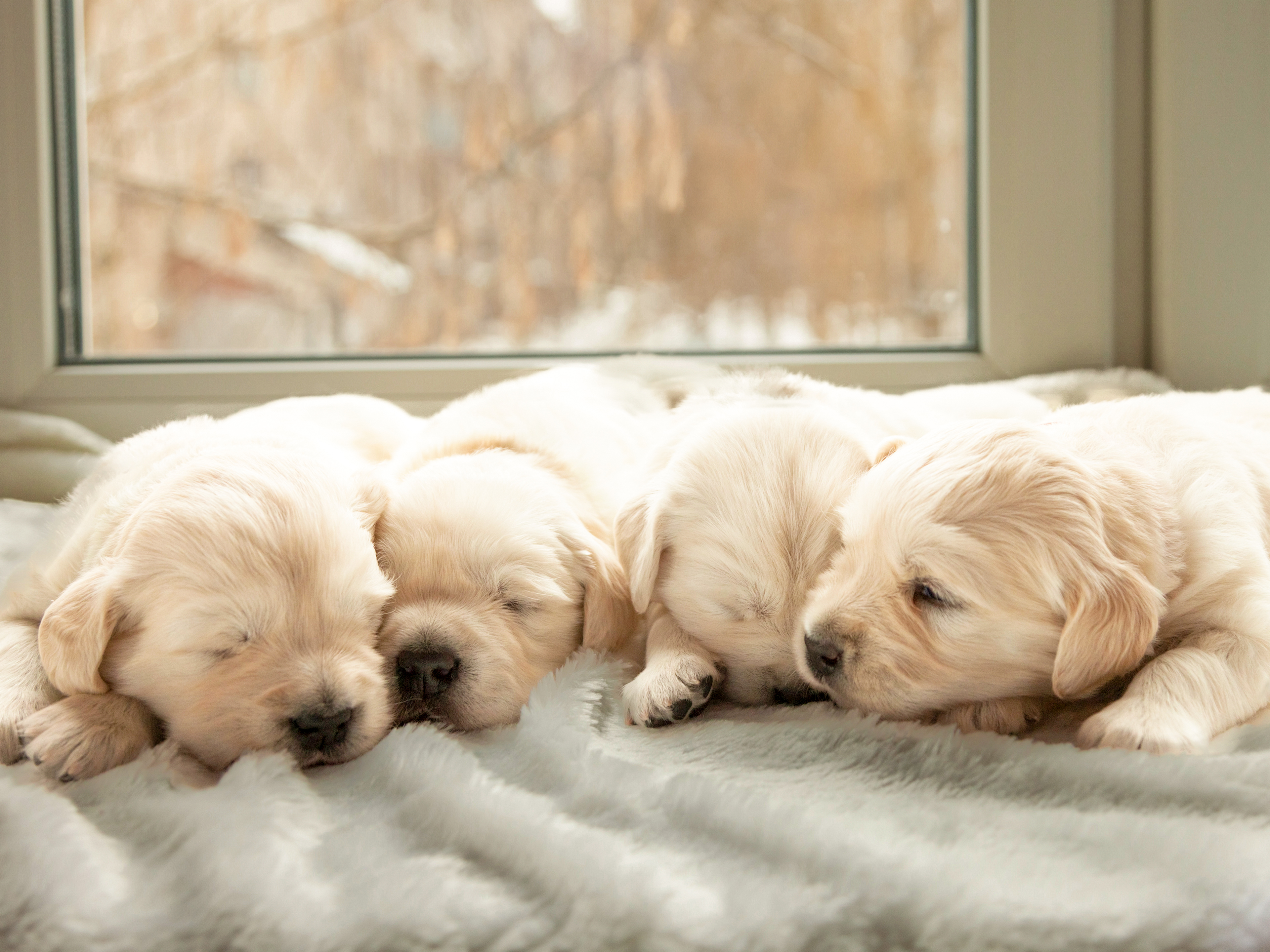 Vier schlafende Golden-Retriever-Welpen liegen nebeneinander auf einer hellgrauen Flauschdecke vor einem Fenster.