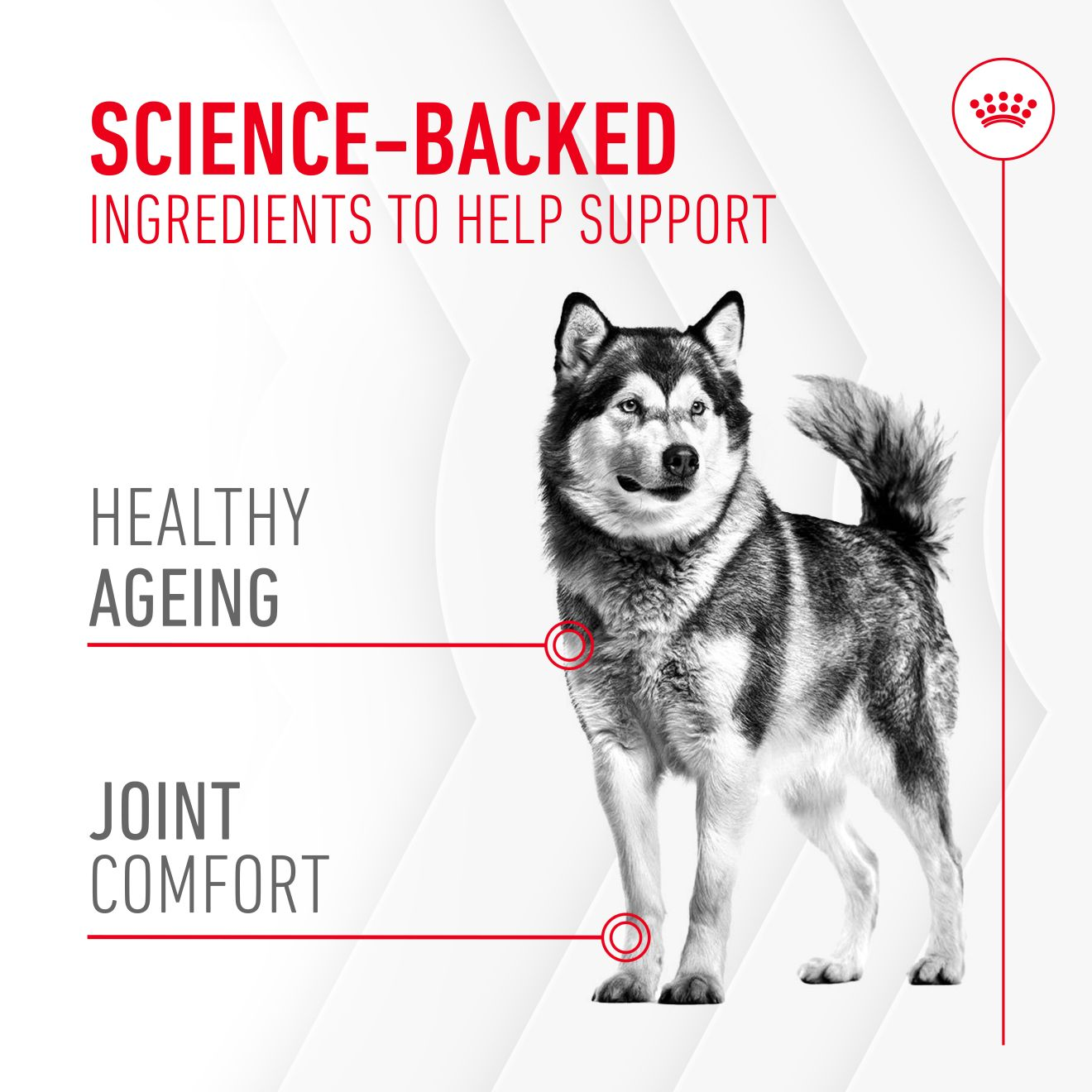 Joint & Ageing Supplement 240g
