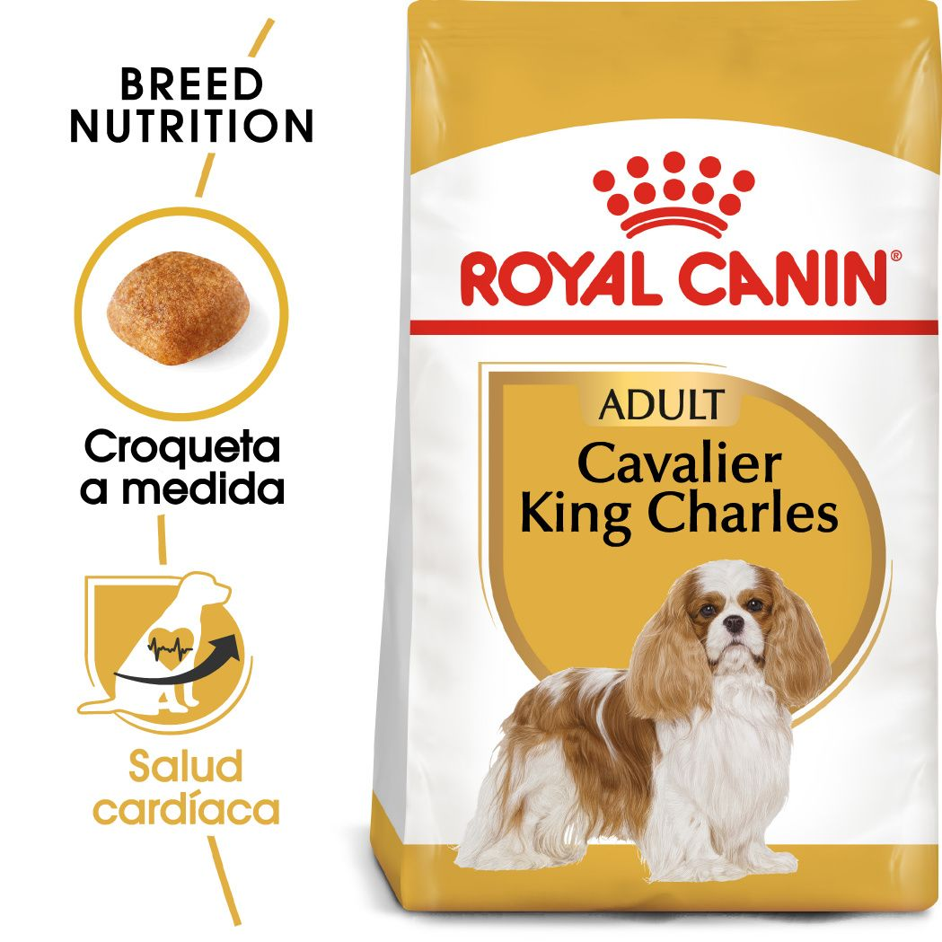 Cavalier King Charles Adult