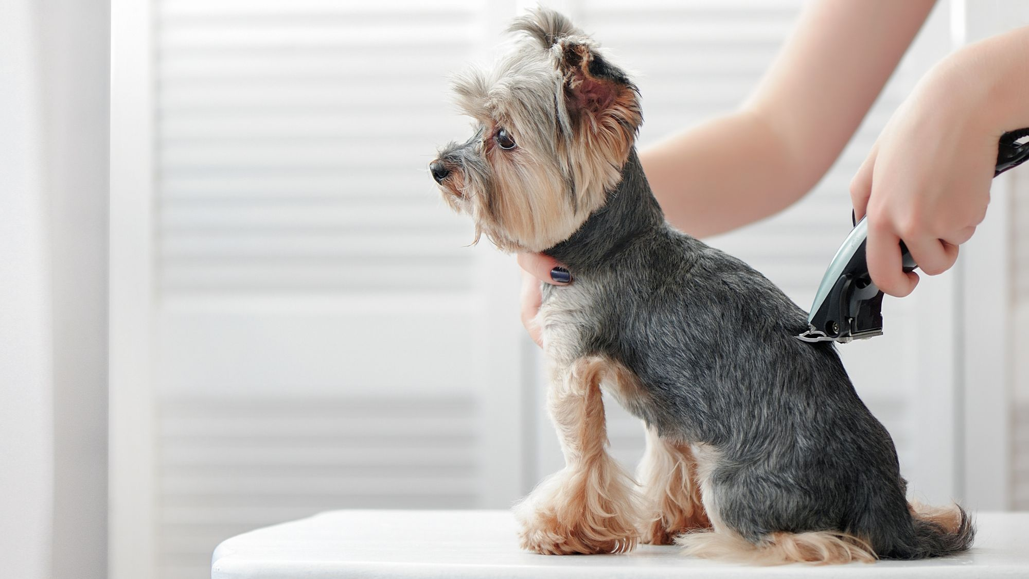 Yorkshire Terrier being groomed with clippers