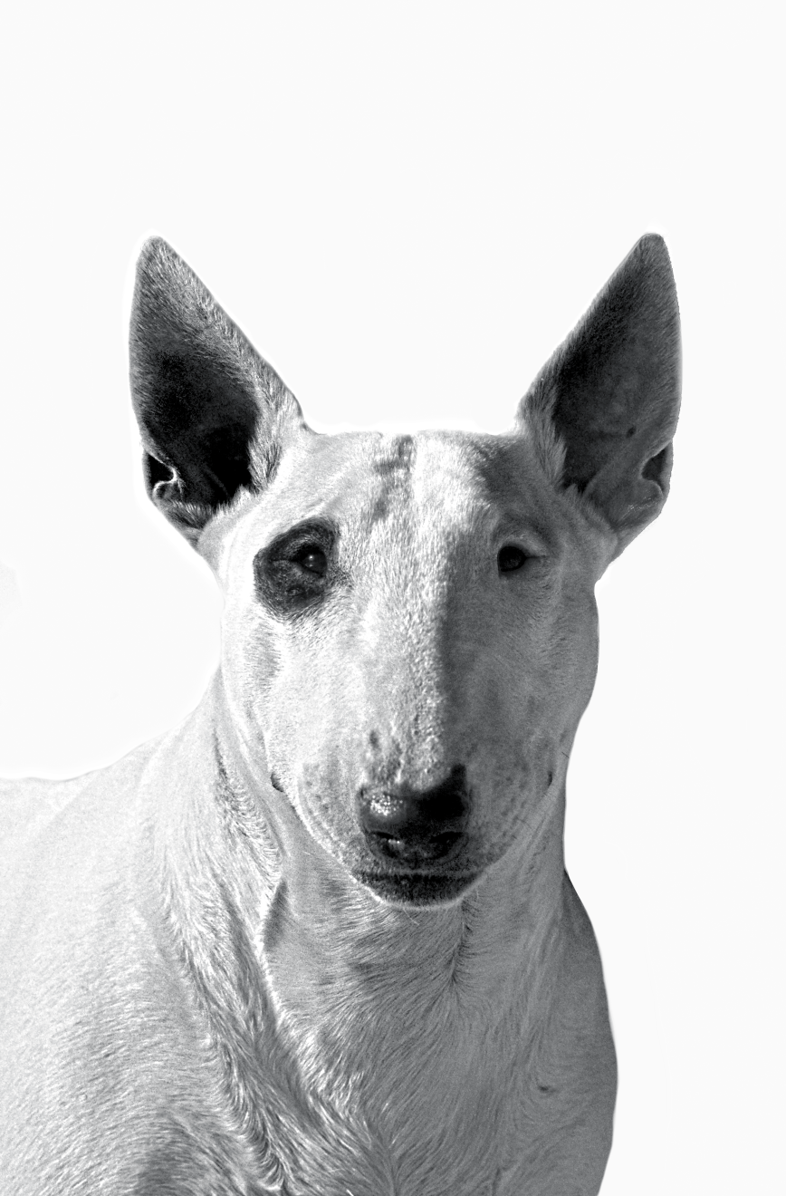 Black and white front on portrait of a Bull Terrier