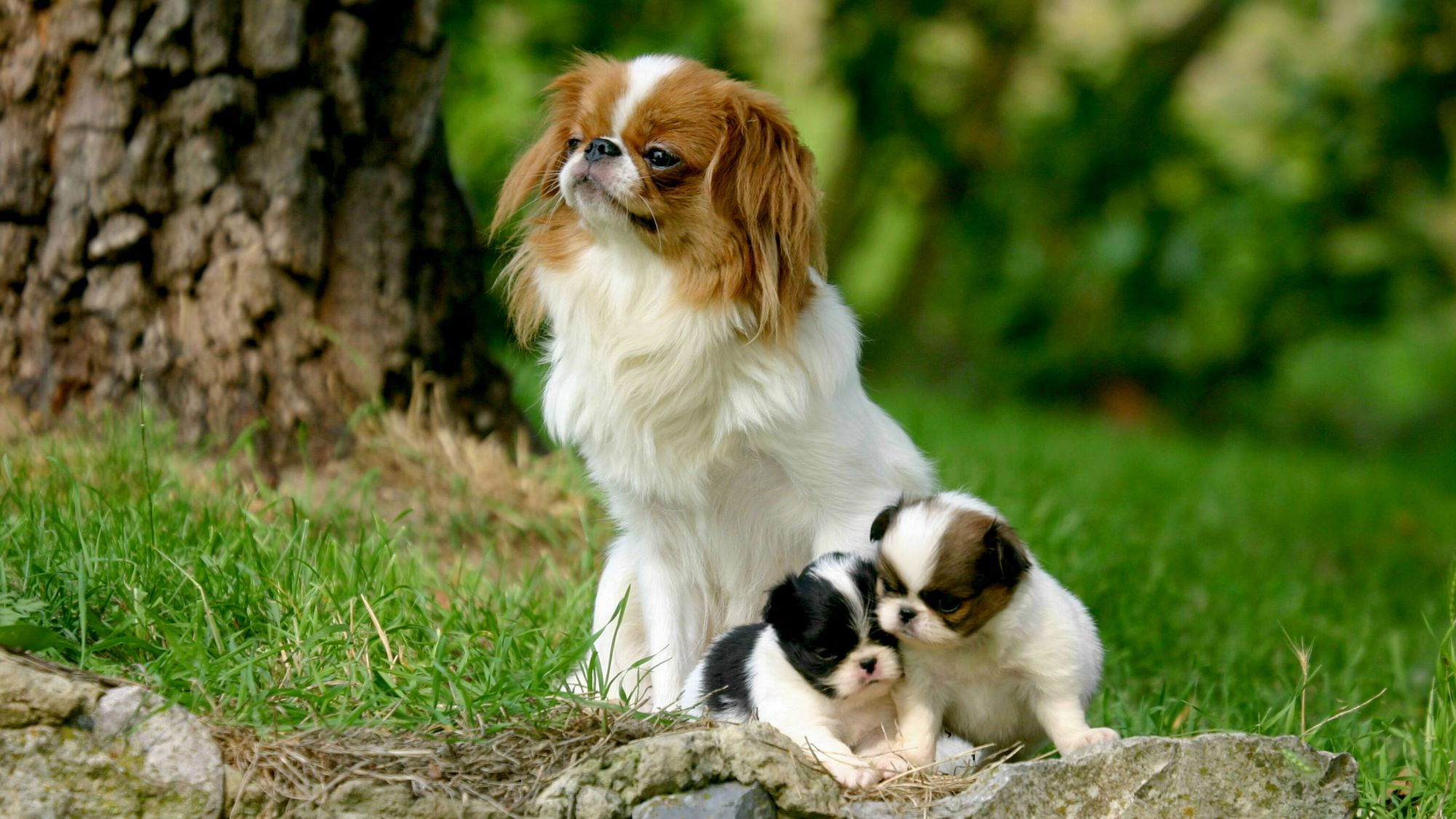 White and tan Japanese Chin sat with two puppies at her feet