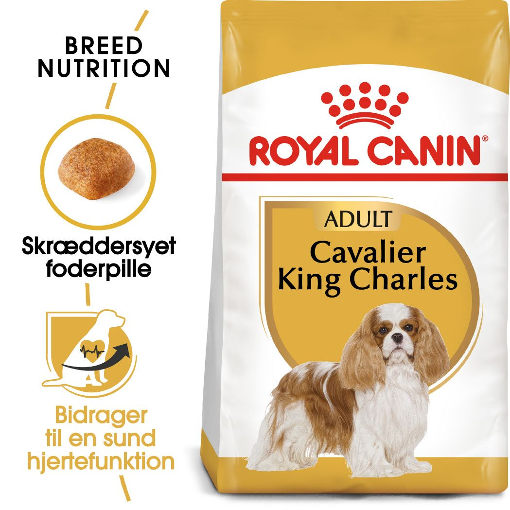 Cavalier King Charles Adult