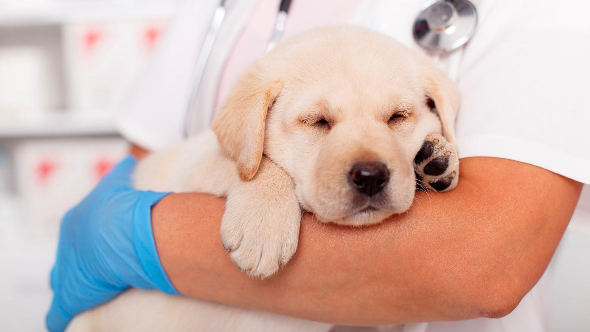 Labarador Retriever puppy ligt rustig in de armen van de dierenarts. 