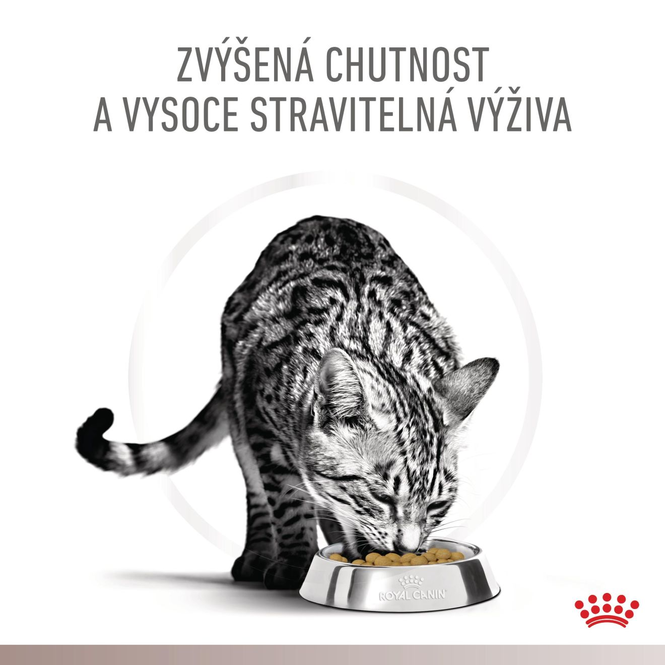 VHN Cat CA Gastrointestinal Hydrolysed Protein